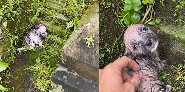 Cachorrinha encontrada congelando quase não sobrevive e resgate revela risco ignorado no frio