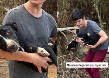 Cachorrinha resgatada com mais de 100 carrapatos mostra 5 sinais de superação