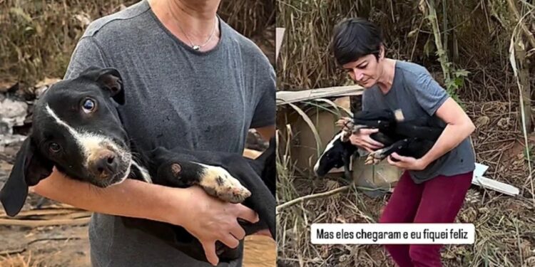 Cachorrinha resgatada com mais de 100 carrapatos mostra 5 sinais de superação