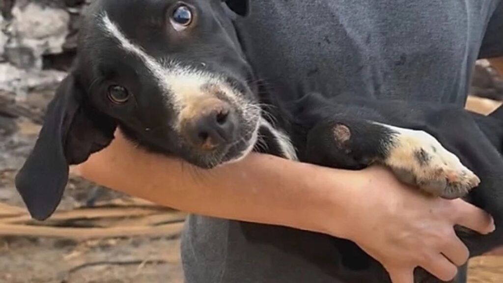Cachorrinha resgatada com mais de 100 carrapatos mostra 5 sinais de superação 
