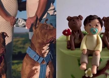“Disseram que não era seguro”: Casal se recusa a doar pitbull após gravidez