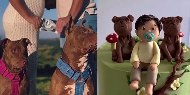 “Disseram que não era seguro”: Casal se recusa a doar pitbull após gravidez