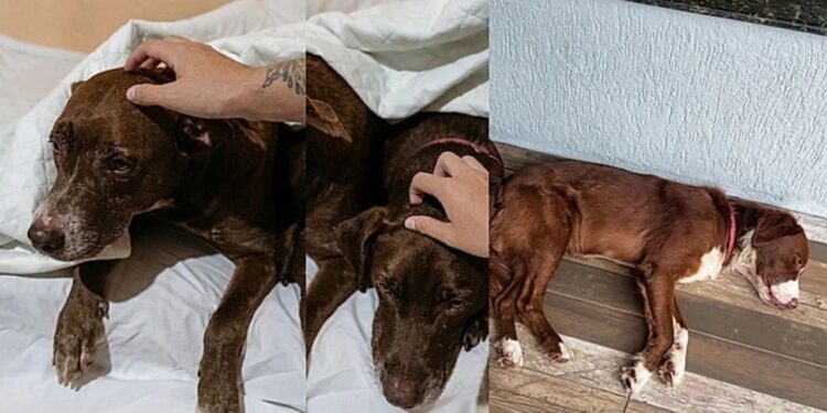 “Eles ficaram 7 dias esperando”: Mesmo devastados pela pior dor do mundo, trio de cães ficam juntos