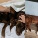 “Eles ficaram 7 dias esperando”: Mesmo devastados pela pior dor do mundo, trio de cães ficam juntos