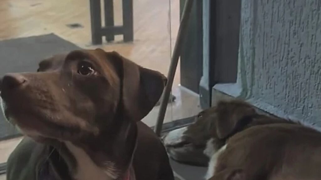 “Eles ficaram 7 dias esperando”: Mesmo devastados pela pior dor do mundo, trio de cães ficam juntos