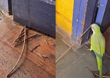 “Eu achava que era sujeira”: Fotógrafa nunca mais limpa sua porta após descobrir plano de ave