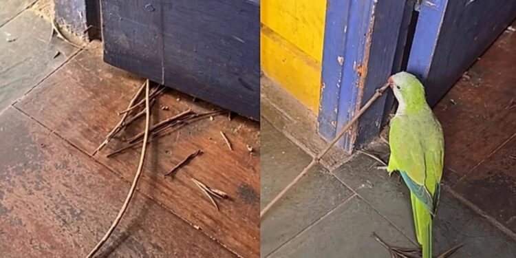 “Eu achava que era sujeira”: Fotógrafa nunca mais limpa sua porta após descobrir plano de ave