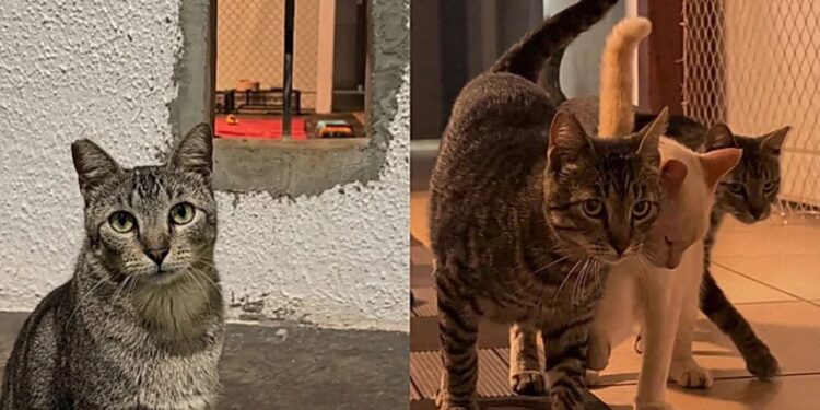 Mulher cria abertura na parede de casa e dá acesso a abrigo perfeito para gatos de rua