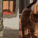 Mulher cria abertura na parede de casa e dá acesso a abrigo perfeito para gatos de rua