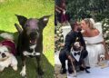 Cão que enfrentou 13 sessões de radioterapia entra no casamento dos tutores, de smoking