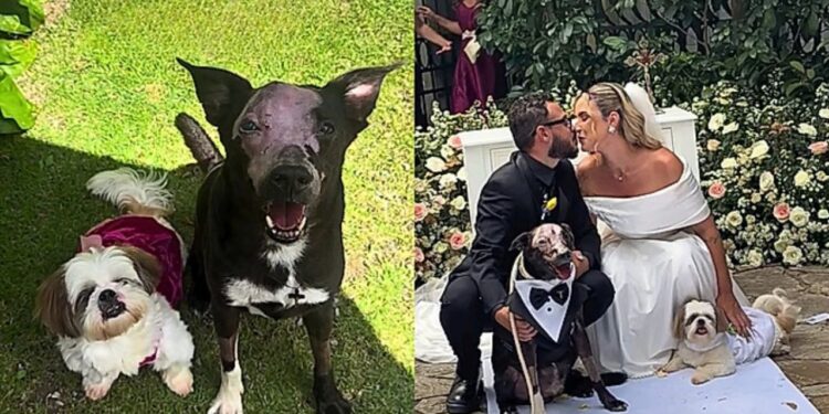Cão que enfrentou 13 sessões de radioterapia entra no casamento dos tutores, de smoking