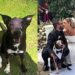 Cão que enfrentou 13 sessões de radioterapia entra no casamento dos tutores, de smoking