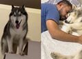 Prestes a dar à luz, husky siberiano espera seu humano favorito chegar em casa