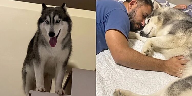 Prestes a dar à luz, husky siberiano espera seu humano favorito chegar em casa
