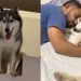 Prestes a dar à luz, husky siberiano espera seu humano favorito chegar em casa