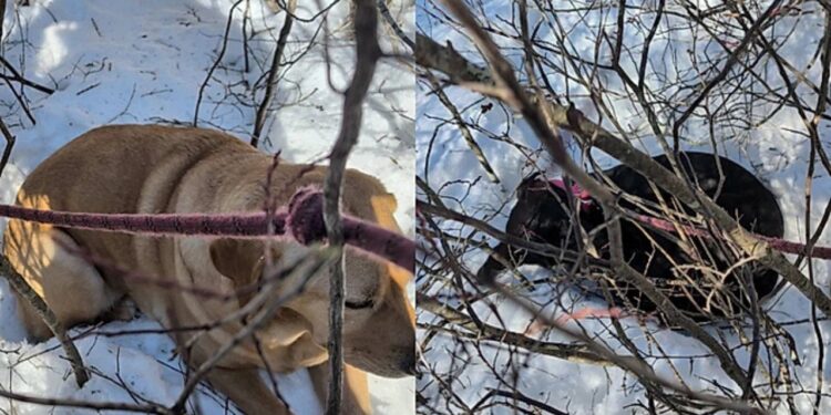 Conhecendo cão há apenas um dia, labrador segue cachorro que fugiu do lar temporário para protegê-lo da nevasca