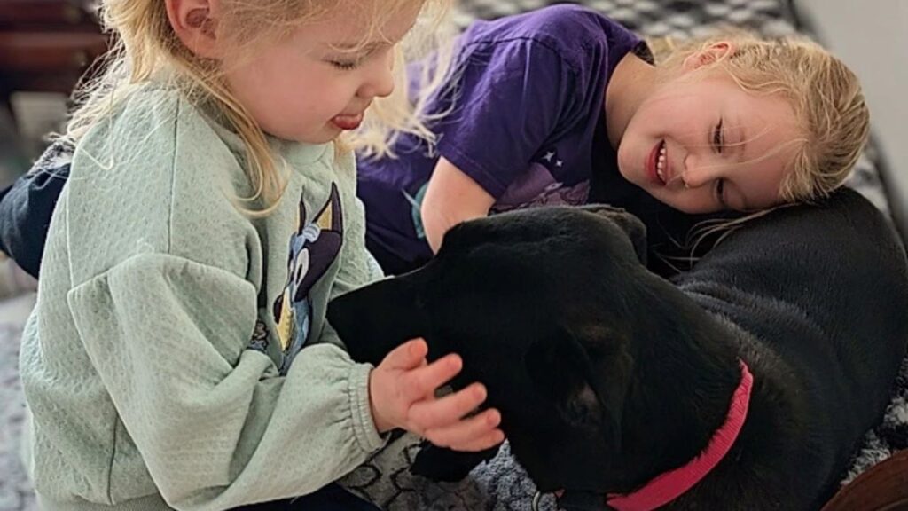 Conhecendo cão há apenas um dia, labrador segue cachorro que fugiu do lar temporário para protegê-lo da nevasca