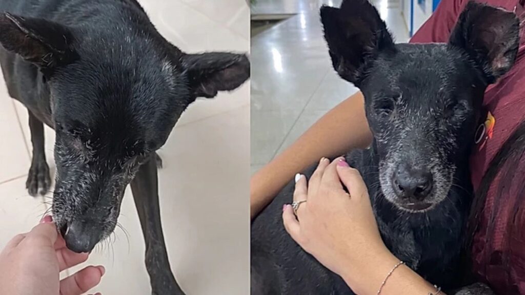 Sem uma pata e cego, cão invade escola e encontra ajuda inesperada de alunas