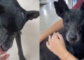 Sem uma pata e cego, cão invade escola e encontra ajuda inesperada de alunas