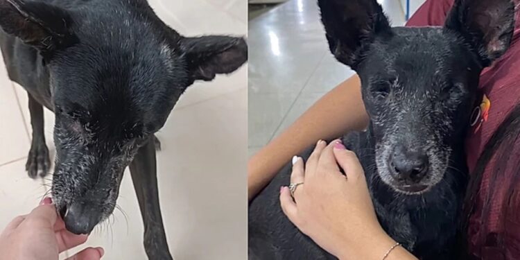 Sem uma pata e cego, cão invade escola e encontra ajuda inesperada de alunas