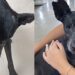 Sem uma pata e cego, cão invade escola e encontra ajuda inesperada de alunas