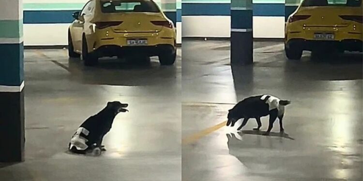 Resgatada em rodovia, vira-latinha passa 6 anos sem andar após diagnóstico errado