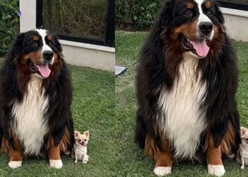 Cão gigante de 60 kg emociona ao brincar com chihuahua de 2 kg sem machucar