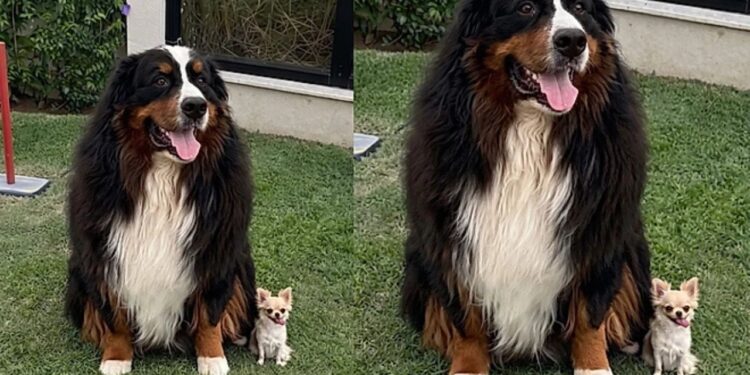Cão gigante de 60 kg emociona ao brincar com chihuahua de 2 kg sem machucar
