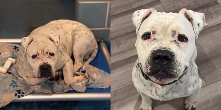 Mulher decide adotar o cão mais triste do abrigo, e percebe algo incomum nos primeiros dias