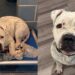 Mulher decide adotar o cão mais triste do abrigo, e percebe algo incomum nos primeiros dias