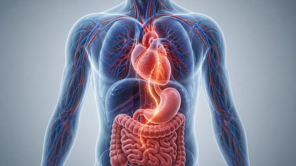 Sentiu o coração disparar depois de comer? Entenda o que seu corpo tenta avisar