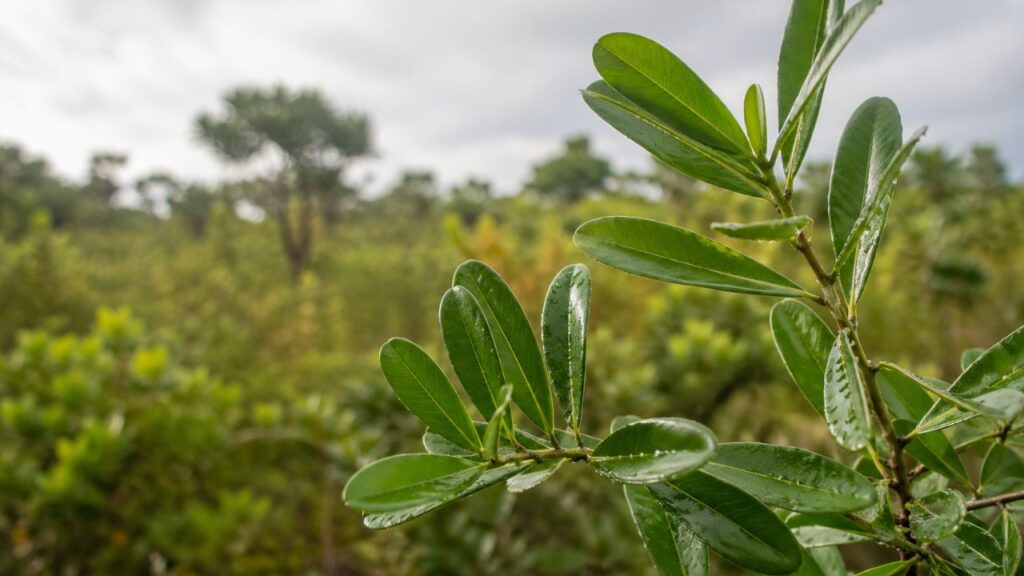 Chá diurético de planta do cerrado pode ajudar rins e controlar a pressão arterial
<link href="https://fonts.googleapis.com/css2?family=Inter:wght@400;600;700;800&display=swap" rel="stylesheet">
<style>
/* Proteção contra injeção do "Veja Também" (JNews inline related posts) */
.rdp-curiosidades-wrapper .jnews_inline_related_post_wrapper,
.rdp-curiosidades-wrapper .jnews_inline_related_post,
.rdp-curiosidades-wrapper .jeg_postblock,
.rdp-curiosidades-wrapper [class*="jnews_inline"],
.rdp-curiosidades-wrapper [class*="jeg_postblock"],
.rdp-curiosidades-wrapper [class*="jeg_block"] {
  display: none !important;
  height: 0 !important;
  max-height: 0 !important;
  overflow: hidden !important;
  visibility: hidden !important;
  margin: 0 !important;
  padding: 0 !important;
  border: none !important;
  font-size: 0 !important;
  line-height: 0 !important;
}
.rdp-curiosidades-wrapper {
  max-width: 620px;
  margin: 28px auto;
  background: #FFFFFF;
  border: 1px solid #E0E0E0;
  border-top: 3px solid #2FC3EE;
  border-radius: 12px;
  padding: 28px 32px;
  font-family: 'Inter', sans-serif;
  box-shadow: 0 4px 20px rgba(47,195,238,0.18);
  overflow: hidden;
  contain: layout style;
  isolation: isolate;
  position: relative;
  z-index: 1;
}
.rdp-curiosidades-wrapper > *:not(.rdp-curiosidades-header):not(.rdp-curiosidades-list) {
  display: none !important;
  height: 0 !important;
  overflow: hidden !important;
  margin: 0 !important;
  padding: 0 !important;
  border: none !important;
}
.rdp-curiosidades-header {
  display: flex;
  align-items: center;
  justify-content: center;
  gap: 16px;
  margin-bottom: 24px;
}
.rdp-curiosidades-line {
  flex: 1;
  height: 1px;
  background: #E0E0E0;
}
.rdp-curiosidades-title {
  font-family: 'Inter', sans-serif;
  font-size: 12px;
  font-weight: 800;
  text-transform: uppercase;
  letter-spacing: 4px;
  color: #1A1A1A;
  white-space: nowrap;
}
.rdp-curiosidades-list {
  list-style: none;
  padding: 0;
  margin: 0;
  text-align: center;
}
.rdp-curiosidades-item {
  padding: 0 0 18px 0;
  line-height: 1.7;
}
.rdp-curiosidades-item:last-child {
  padding-bottom: 0;
}
.rdp-curiosidades-item-bullet {
  display: inline-block;
  width: 8px;
  height: 8px;
  background: #2FC3EE;
  border-radius: 50%;
  box-shadow: 0 0 6px rgba(47,195,238,0.40);
  margin-right: 10px;
  vertical-align: middle;
}
.rdp-curiosidades-item-title {
  font-size: 15px;
  font-weight: 700;
  color: #1A1A1A;
}
.rdp-curiosidades-item-desc {
  font-size: 15px;
  color: #333333;
  line-height: 1.7;
}
@media (max-width: 768px) {
  .rdp-curiosidades-wrapper {
    max-width: 100%;
    margin: 20px 12px;
    padding: 22px 20px;
  }
}
</style>
<div class="rdp-curiosidades-wrapper">
  <div class="rdp-curiosidades-header">
    <span class="rdp-curiosidades-line"></span>
    <span class="rdp-curiosidades-title">Curiosidades</span>
    <span class="rdp-curiosidades-line"></span>
  </div>
  <ul class="rdp-curiosidades-list">
    <li class="rdp-curiosidades-item">
      <span class="rdp-curiosidades-item-bullet"></span><span class="rdp-curiosidades-item-title">Efeito diurético natural:</span> <span class="rdp-curiosidades-item-desc">Uma planta do cerrado mostrou potencial para estimular a eliminação de líquidos e auxiliar os rins.</span>
    </li>
    <li class="rdp-curiosidades-item">
      <span class="rdp-curiosidades-item-bullet"></span><span class="rdp-curiosidades-item-title">Ajuda no dia a dia:</span> <span class="rdp-curiosidades-item-desc">O consumo do chá pode contribuir no controle da pressão arterial, algo comum na rotina de muitos brasileiros.</span>
    </li>
    <li class="rdp-curiosidades-item">
      <span class="rdp-curiosidades-item-bullet"></span><span class="rdp-curiosidades-item-title">Descoberta científica:</span> <span class="rdp-curiosidades-item-desc">Pesquisas identificaram compostos bioativos com ação antioxidante e reguladora no organismo.</span>
    </li>
  </ul>
</div>
<div style="clear:both;height:0;overflow:hidden;"></div>
