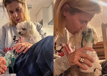 Cachorrinho emociona ao fazer nebulização tranquilamente ao lado da tutora