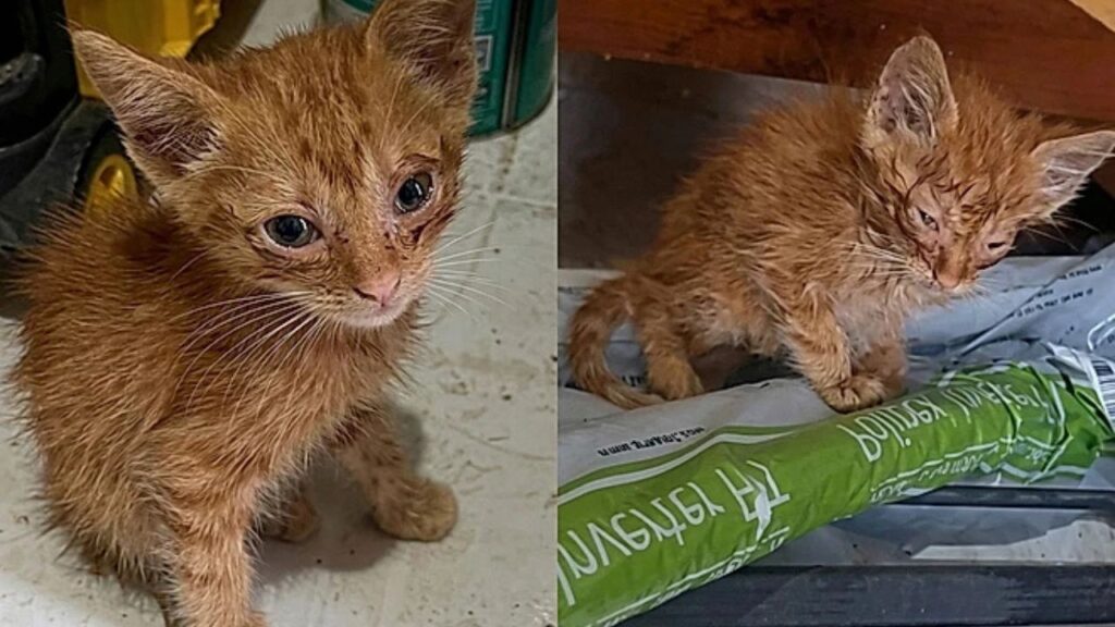 Mulher encontra gata rara ao seguir som misterioso e de brinde adota seu irmão