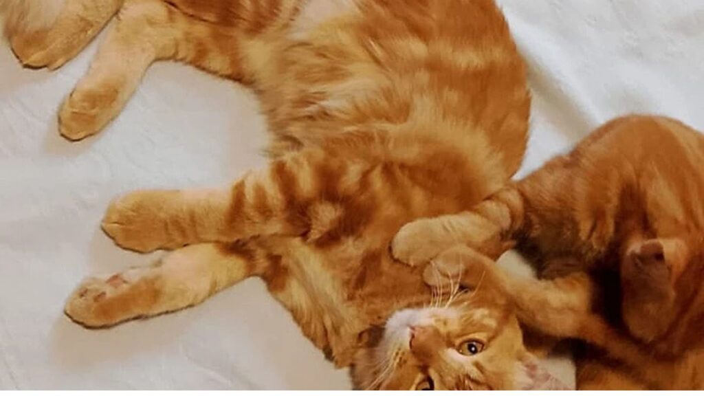 Mulher encontra gata rara ao seguir som misterioso e de brinde adota seu irmão