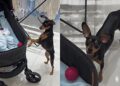 Cachorrinho tenta ensinar novo melhor amigo a brincar de bolinha e cena encanta