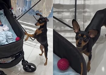 Cachorrinho tenta ensinar novo melhor amigo a brincar de bolinha e cena encanta