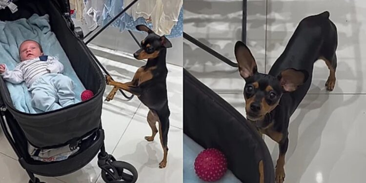 Cachorrinho tenta ensinar novo melhor amigo a brincar de bolinha e cena encanta