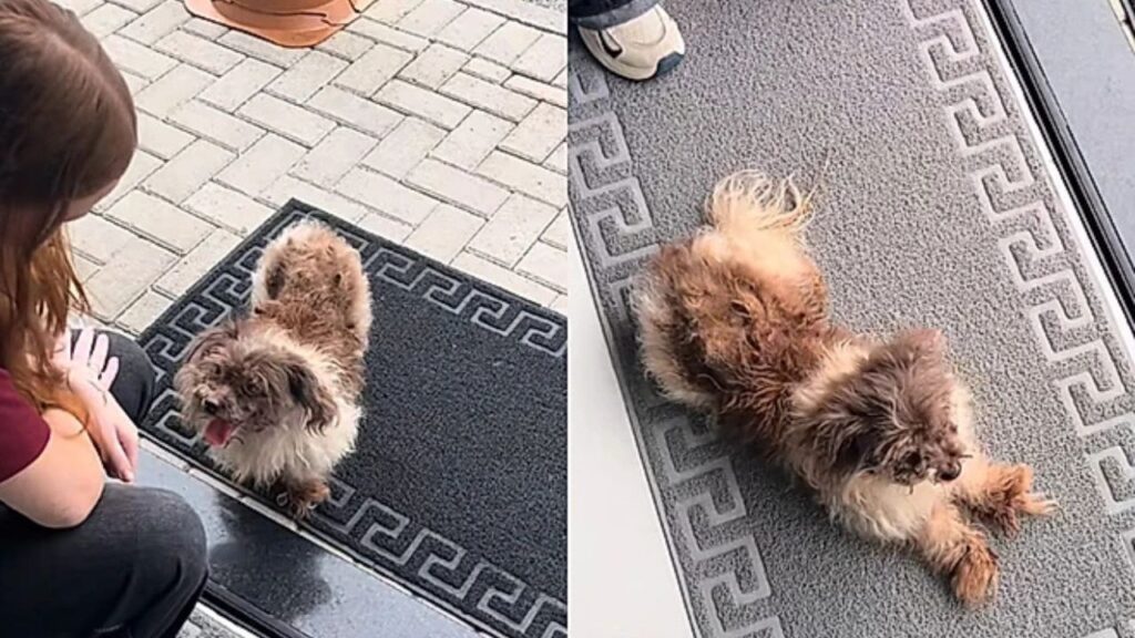 Jovem encontra cachorrinha na porta do trabalho e transforma sua vida