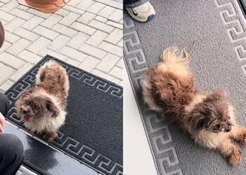 Jovem encontra cachorrinha na porta do trabalho e transforma sua vida