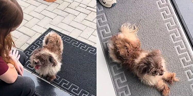 Jovem encontra cachorrinha na porta do trabalho e transforma sua vida