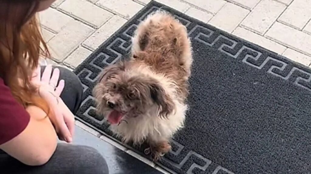 Jovem encontra cachorrinha na porta do trabalho e transforma sua vida
