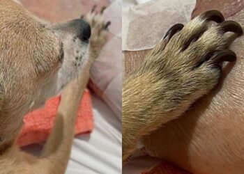 Homem só consegue partir após se despedir da cachorrinha que tanto amou e caso comove