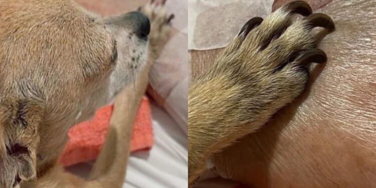 Homem só consegue partir após se despedir da cachorrinha que tanto amou e caso comove