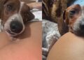 Cãozinho adormece todos os dias cuidando de barriga e emociona tutora