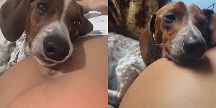 Cãozinho adormece todos os dias cuidando de barriga e emociona tutora