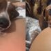 Cãozinho adormece todos os dias cuidando de barriga e emociona tutora