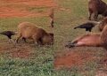 De longe, mulher flagra capivaras virando de barriguinha para o falcão e vídeo encanta