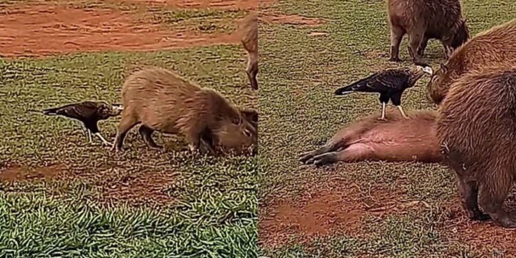 De longe, mulher flagra capivaras virando de barriguinha para o falcão e vídeo encanta
