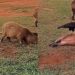 De longe, mulher flagra capivaras virando de barriguinha para o falcão e vídeo encanta
